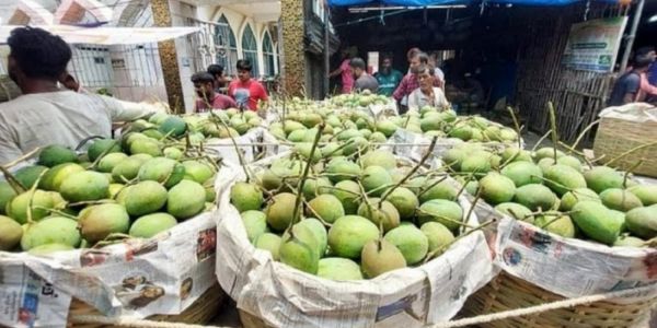 সাতক্ষীরার হিমসাগর আমে বাজার সয়লাব, কেজি ৪৫ টাকা